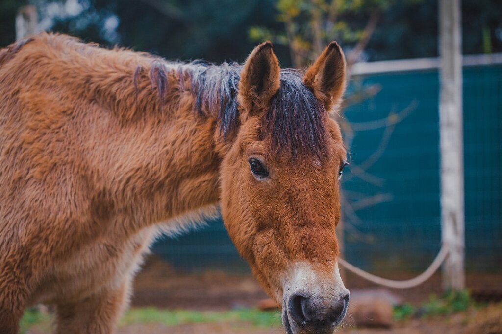 Donos de cavalos resgatados na enchente têm 15 dias para retirá-los do abrigo da EPTC