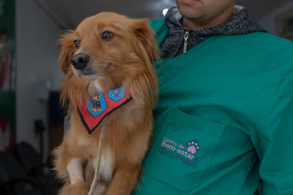 Castrações gratuitas de cães e gatos podem ser agendadas por canoenses do quadrante Sudoeste - Foto: Alisson Moura