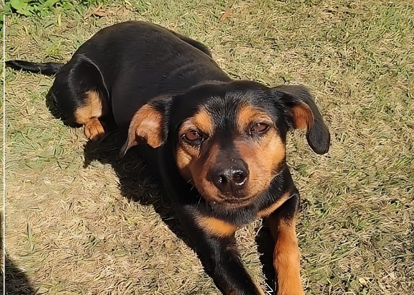 "CÃOLABORADOR": Centro de Distribuição em São Leopoldo adota cães e aposta em melhoria no ambiente de trabalho/Fumaça - Ketni Chaves