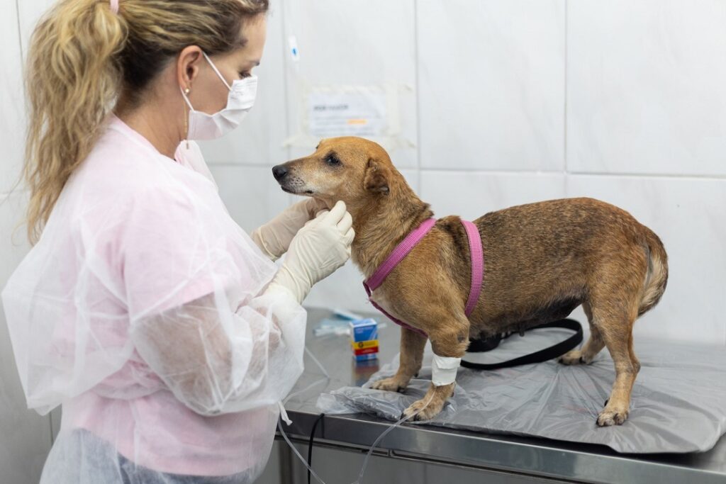 Auxílio Protetor Canoense/Foto: Gustavo Garbino