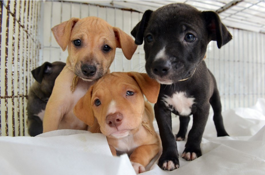 Feira de adoção de animais tem grande sucesso com mais de 200 adoções