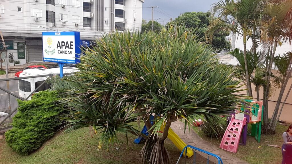 Nova gestão da APAE Canoas realiza mudanças na instituição