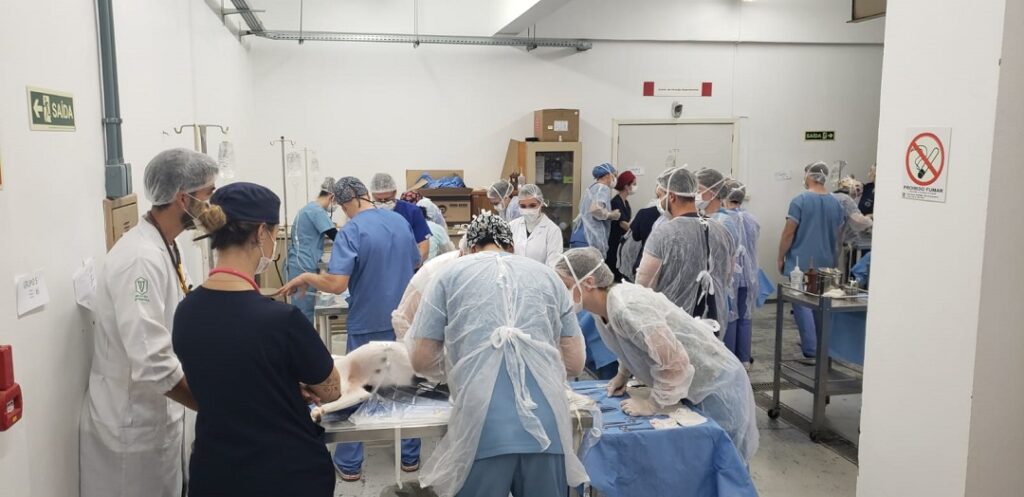 Mutirão de castrações acontece em comemoração ao Dia Mundial dos Animais