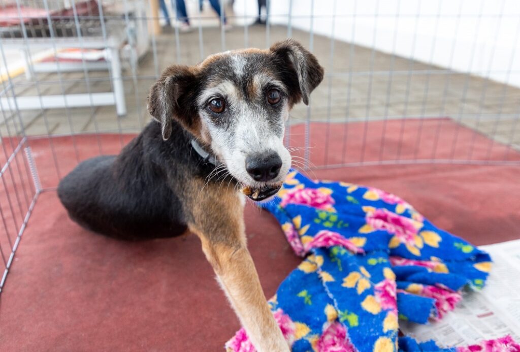 Primeira feira de adoção do ano será realizada no Calçadão de Canoas - Foto: Guilherme Pereira