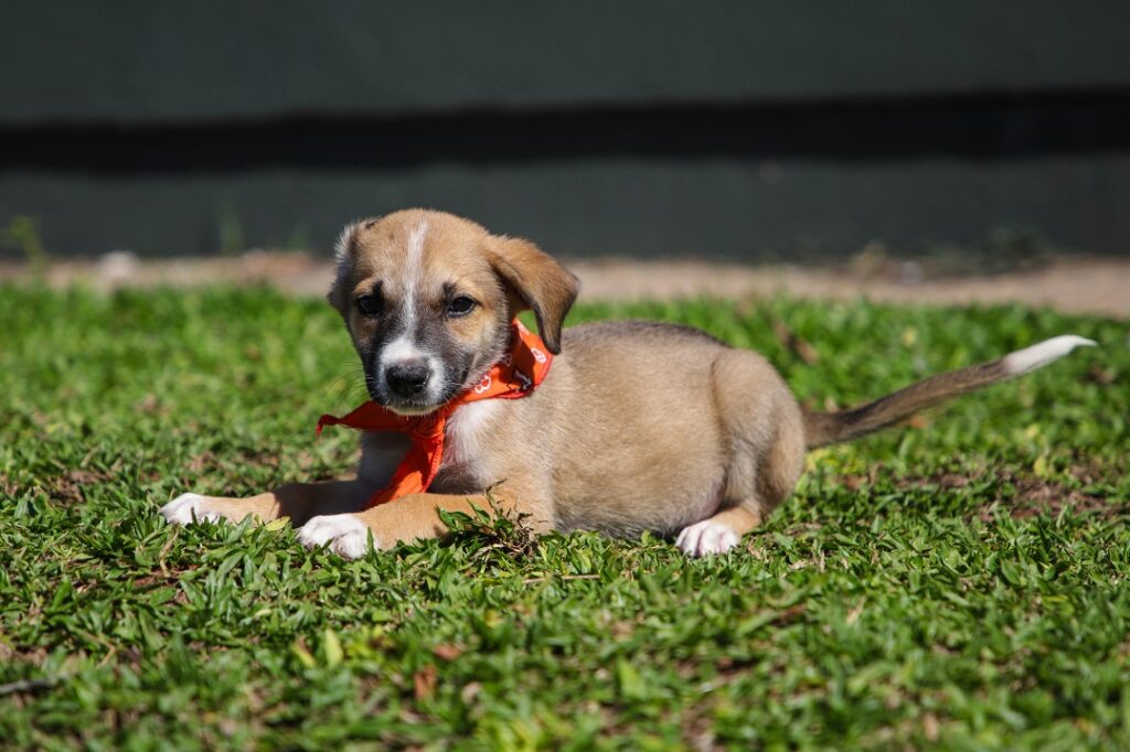 Secretaria do Bem-Estar Animal realiza feira de adoção no domingo em Canoas