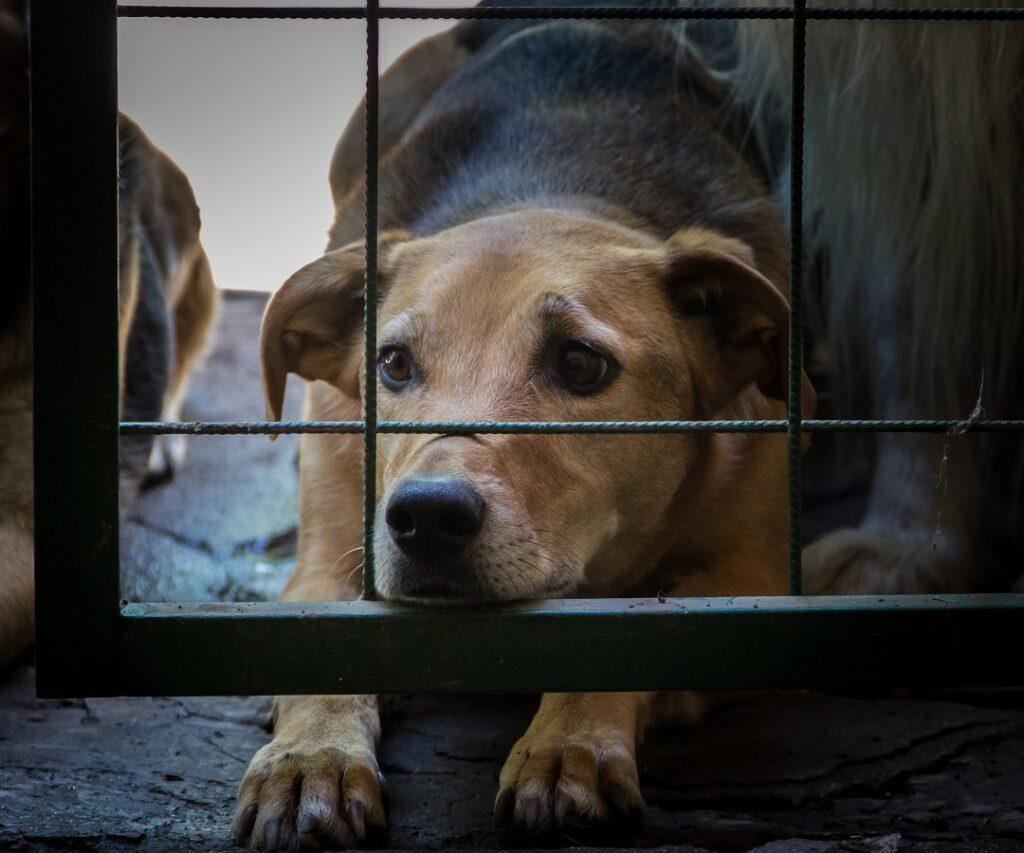 Mais de 700 animais ainda não foram adotados na SMBEA