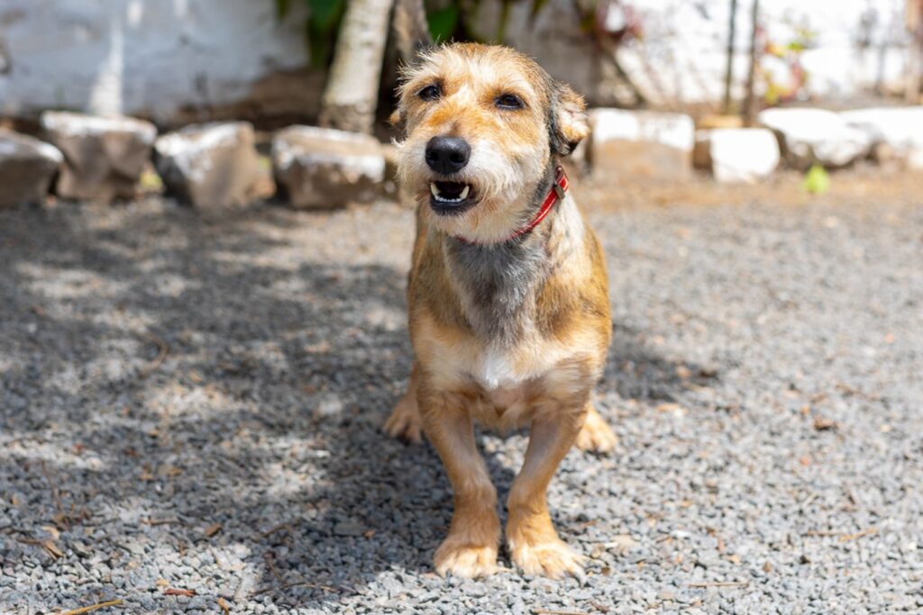 Mais de 1.200 animais resgatados na enchente aguardam adoção