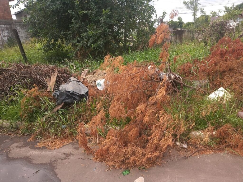 Moradores da rua Rio de Janeiro reclamam de galhos caídos e buracos na via – Foto: O Timoneiro