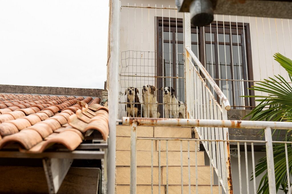 Quatro cães são resgatados em situação de abandono em Canoas - Foto: Renan Caumo