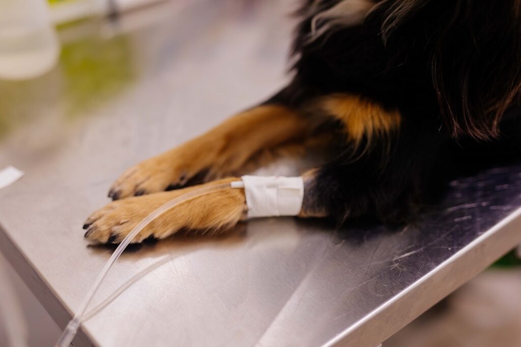 Moradores dos bairros Niterói e Nossa Senhora das Graças podem agendar castração de cães e gatos na quarta-feira, 27
