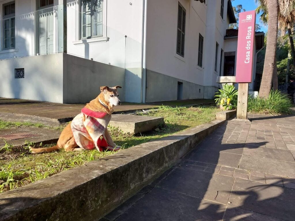 Canoas se despede da Branca, adotada pela Casa dos Rosa, aos 17 anos
