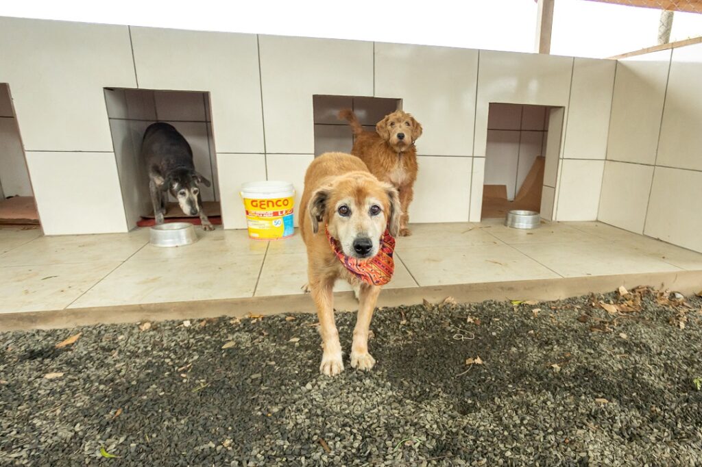 Feira de Adoção para 100 cães e gatos ocorre neste sábado em Canoas - Foto: Guilherme Pereira