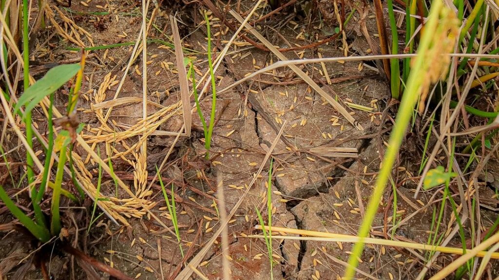 Oscilações climáticas devem provocar queda na colheita do arroz em Nova Santa Rita - Divulgação NSR