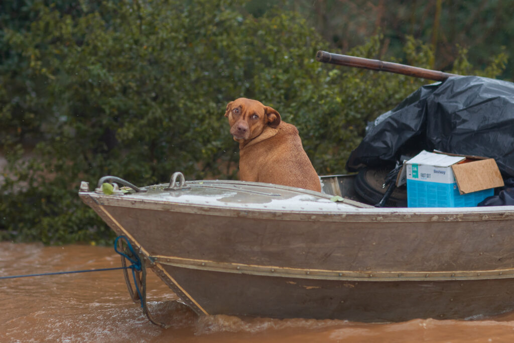Tutores têm até 13/06 para reconhecer os animais resgatados