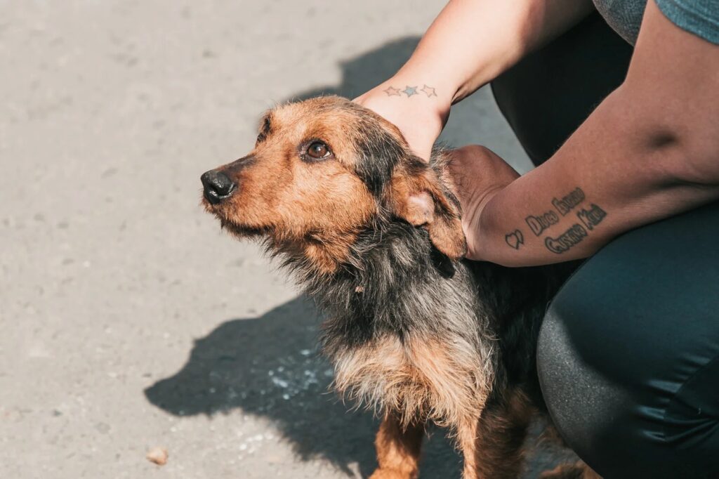 Cadastro para castrações gratuitas de cães e gatos será aberto na sexta-feira em Canoas