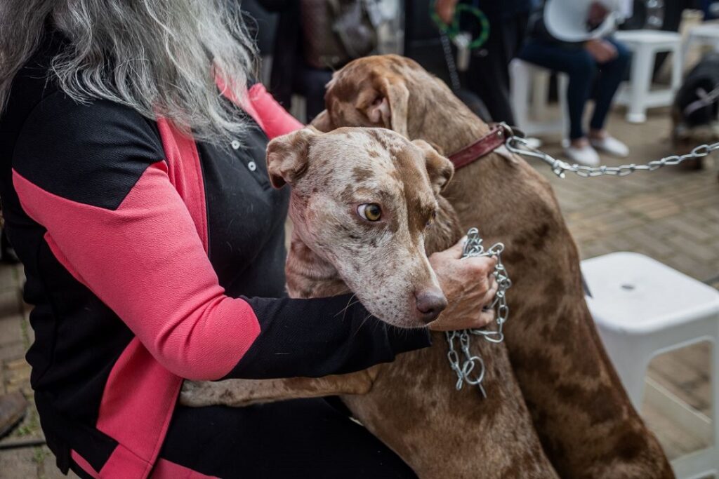 Feira de adoção com animais resgatados na enchente em Canoas acontece sábado