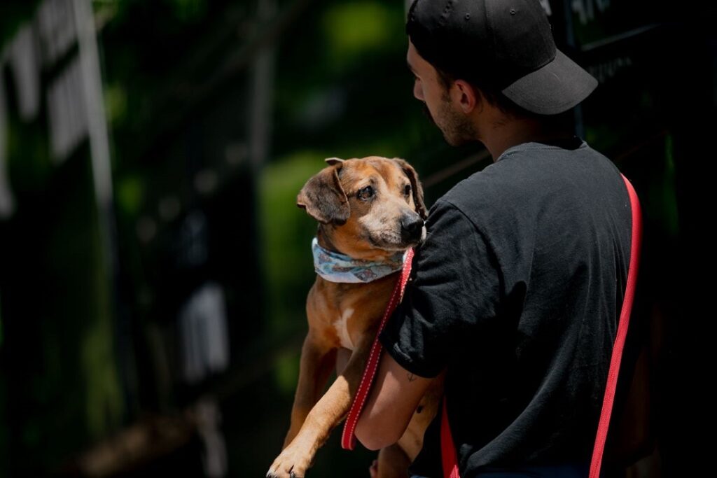 Feira de adoção de cães e gatos resgatados na enchente em Canoas será no sábado