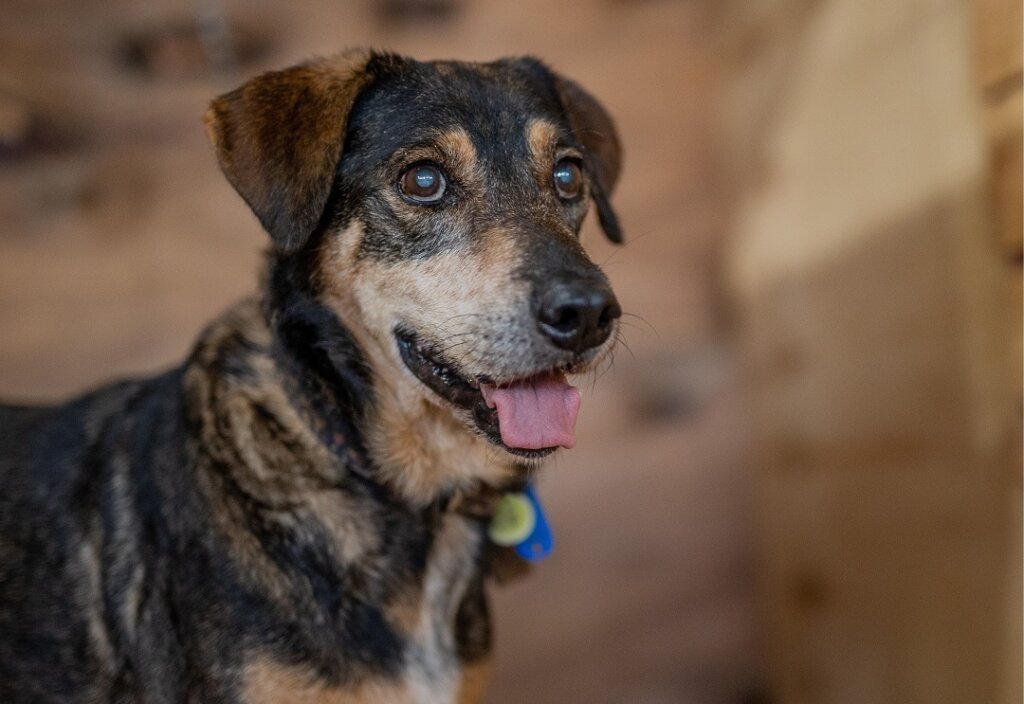 Feira de Adoção de Animais resgatados na enchente em Canoas acontece nos dias 29 e 30 de março