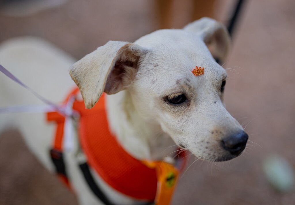 Mostra “Branca a Dona da Casa” resgata memórias da mascote da Casa dos Rosas