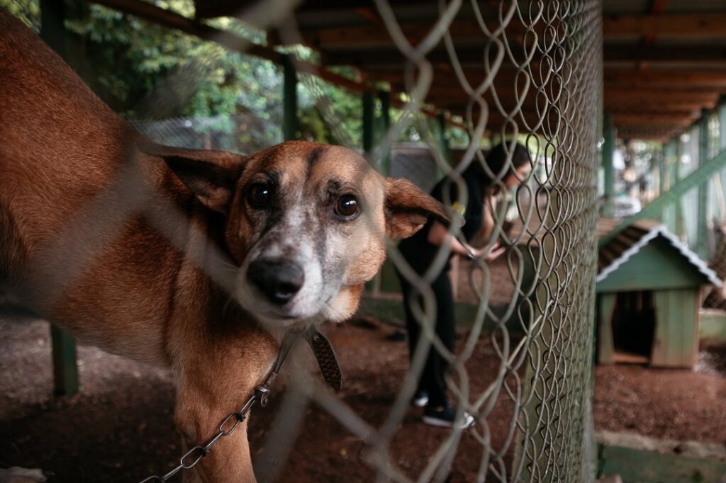 Campanha de adoção de cães em Canoas mobiliza ONG de São Paulo