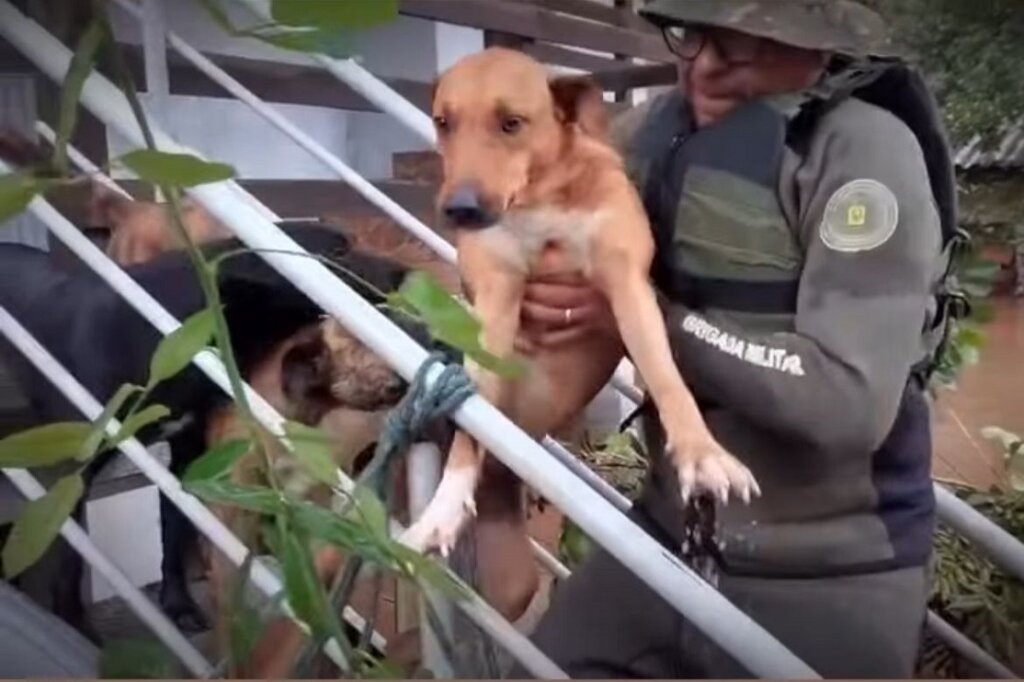 CHUVAS: Mais de 7 mil pessoas desalojadas, quatro mortos e 146 municípios afetados no RS