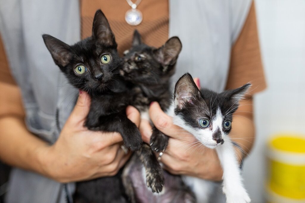 Programa MIAU realiza castrações de gatos durante a madrugada em Canoas