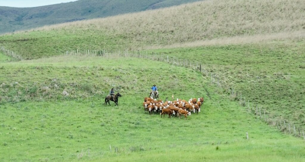 Projeto de produção sustentável no Bioma Pampa é finalista do GRI Awards 2025